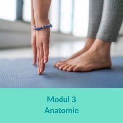 Anatomie - 40 h Hormonyogayogalehrer-Ausbildung Online